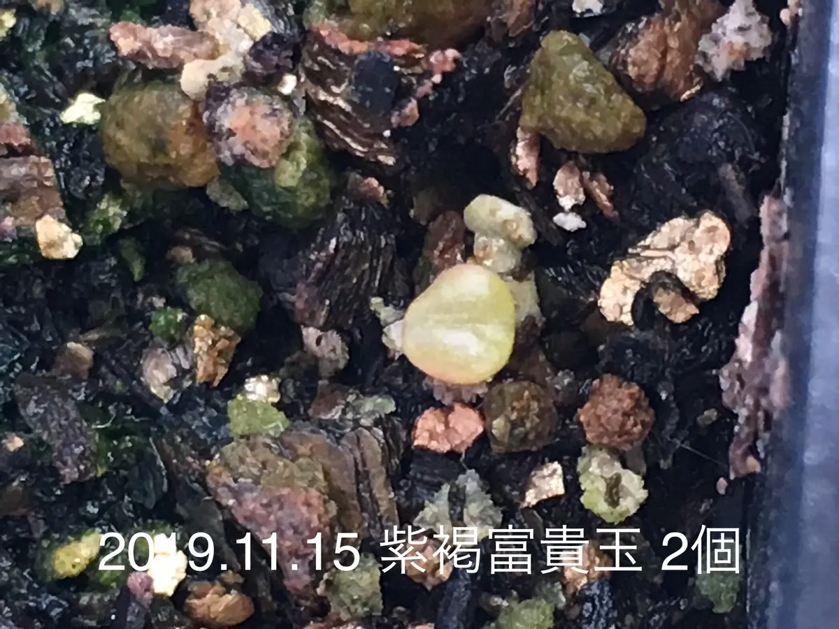 紫褐富貴玉の実生チャレンジ|そだレポ(栽培レポート 紫褐富貴玉の実生チャレンジ|そだレポ(栽培レポート