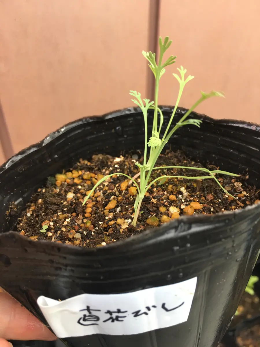花菱草はじめて種蒔きからの挑戦|そだレポ(栽培レポート)byぽ 花菱草はじめて種蒔きからの挑戦|そだレポ(栽培レポート)byぽ