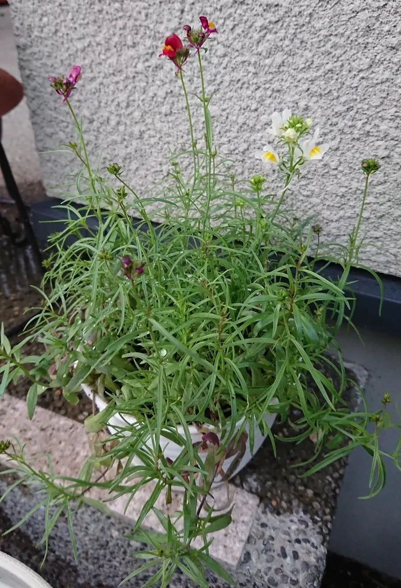 リナリアに種から挑戦｜そだレポ（栽培レポート）bysmama｜みんなの