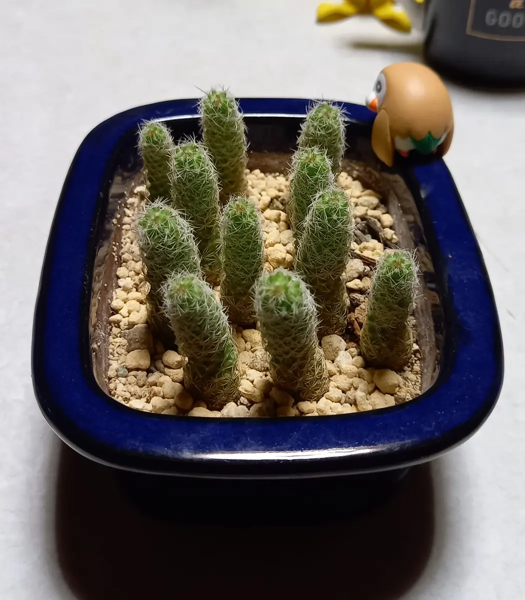 銀手毬を増やして並べて花を咲かせたい🌼｜そだレポ（栽培レポート）by
