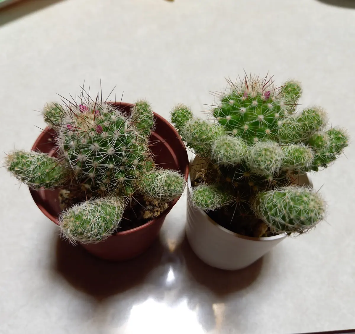 銀手毬を増やして並べて花を咲かせたい🌼｜そだレポ（栽培レポート）by