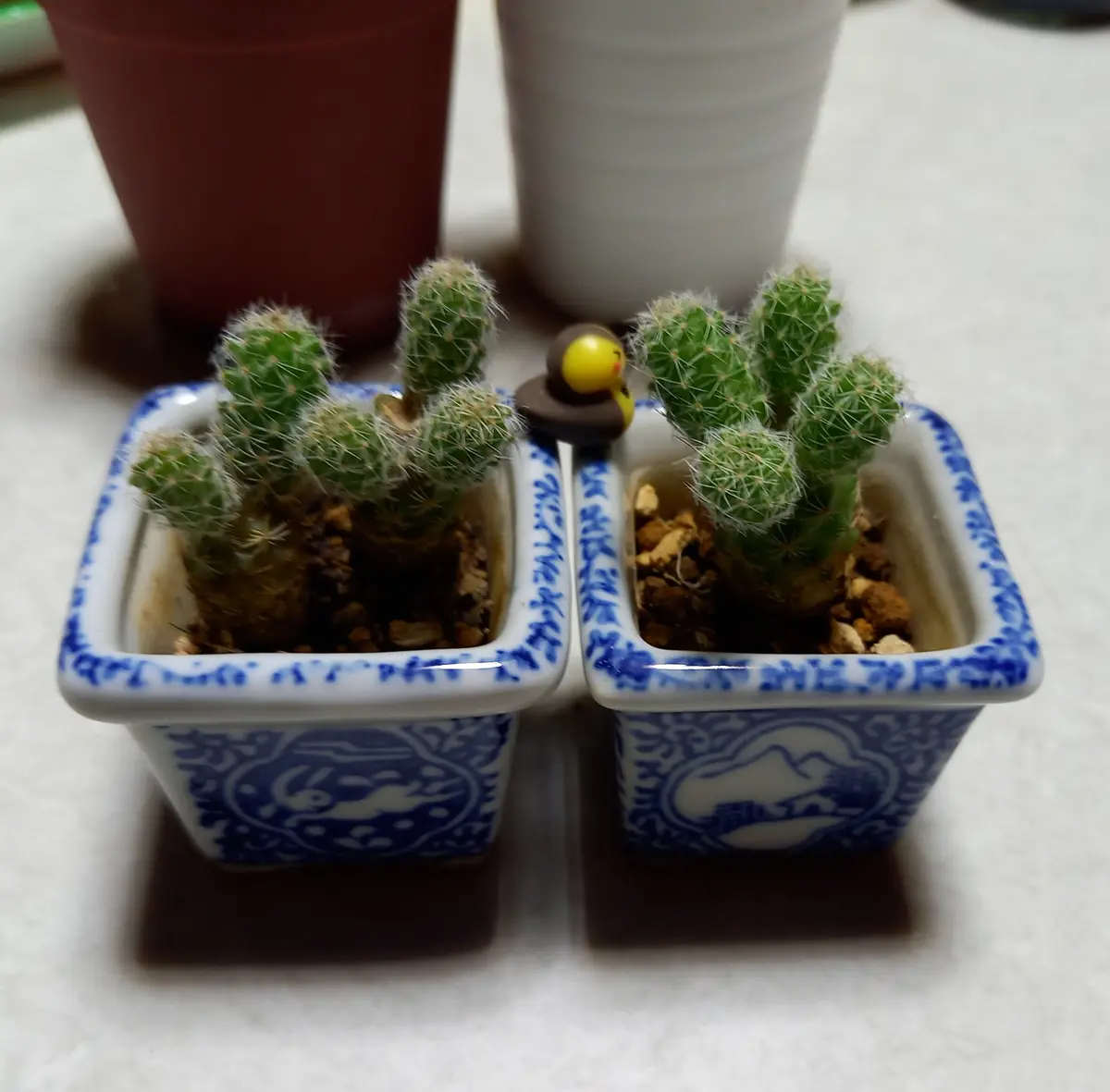 銀手毬を増やして並べて花を咲かせたい🌼｜そだレポ（栽培レポート）by