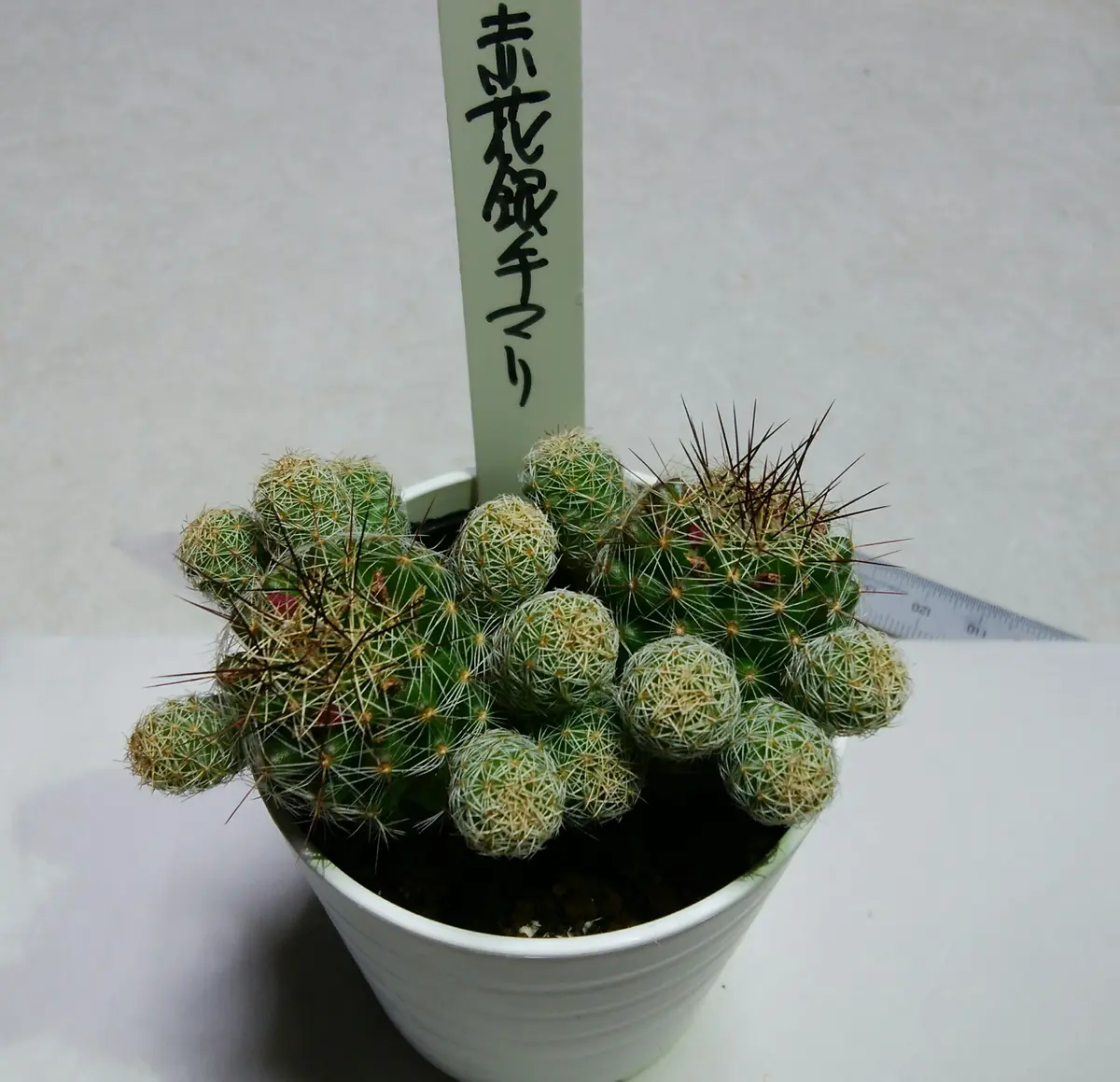銀手毬を増やして並べて花を咲かせたい🌼｜そだレポ（栽培レポート）by