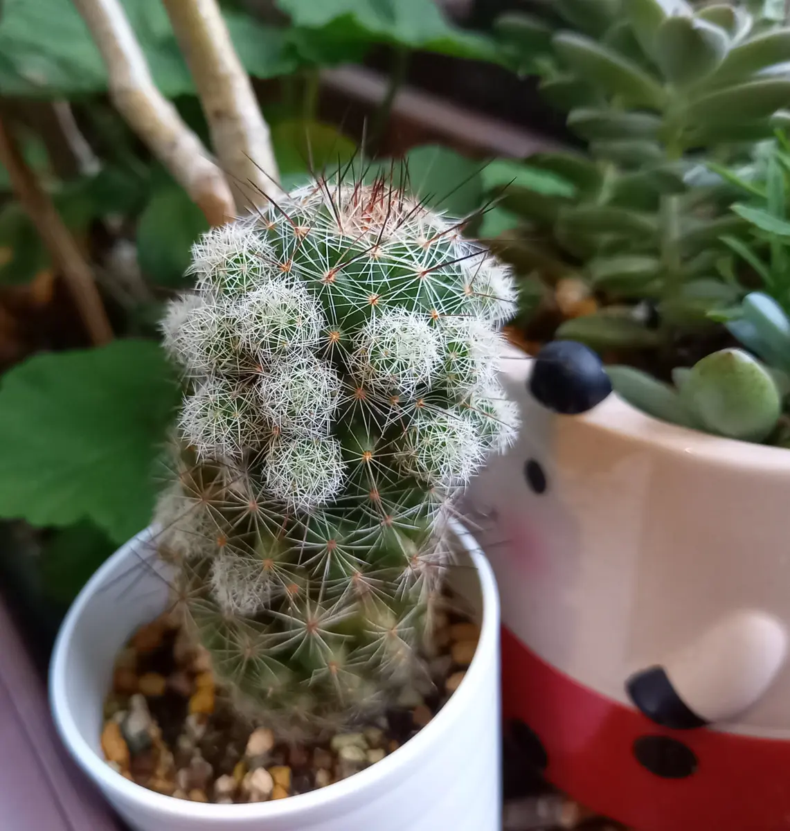 銀手毬を増やして並べて花を咲かせたい🌼｜そだレポ（栽培レポート）by