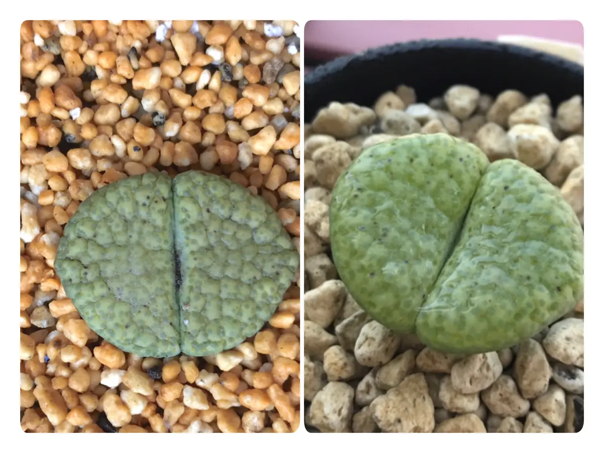 リトープスふっくら作戦｜そだレポ（栽培レポート）byもこた｜みんなの