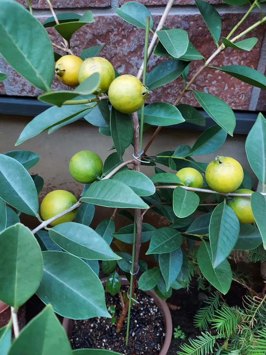 イエローストロベリーグアバ実生｜そだレポ（栽培レポート）byさいぞう