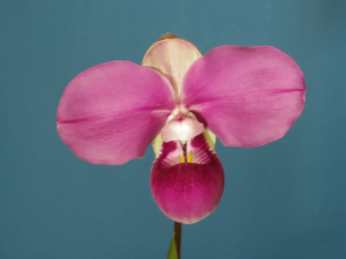 フラグミペディウム コバチーの栽培｜そだレポ（栽培レポート）by