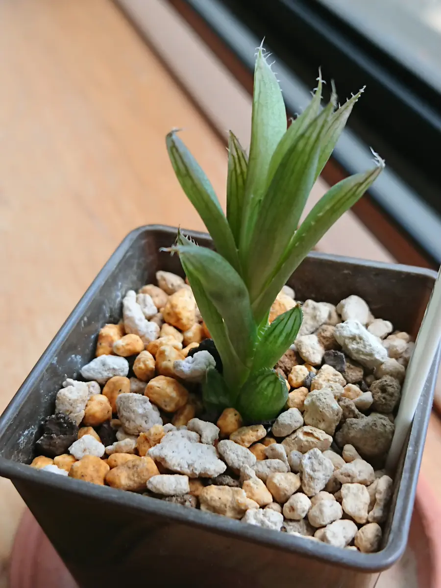 看とるつもりでハオルチア(20190921-)｜そだレポ（栽培レポート）by鷹