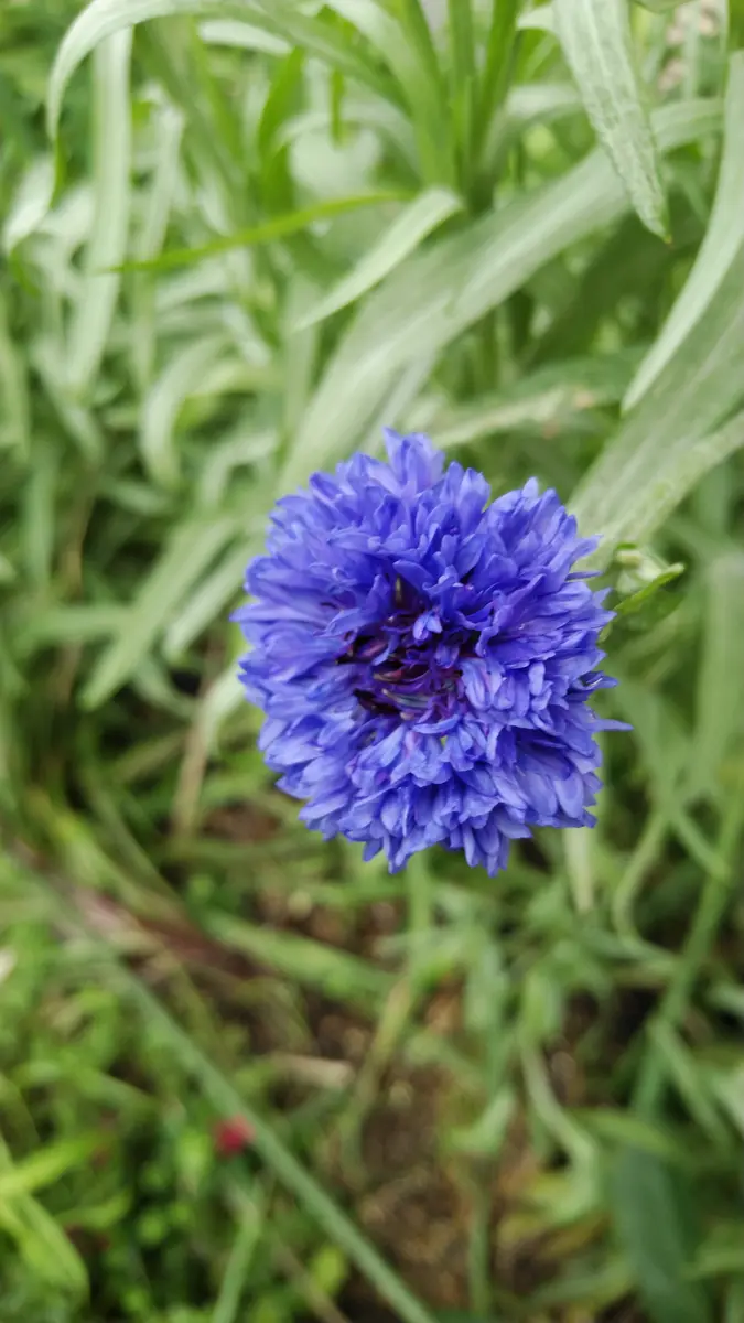 ♢矢車草ページです♢ ヤグルマギク | Centaurea cyanus | か