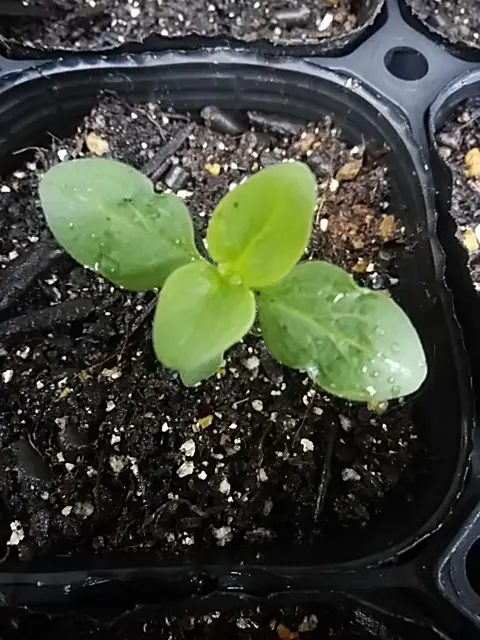 ベル咲きの金魚草を種から｜そだレポ（栽培レポート）byしろねこ3