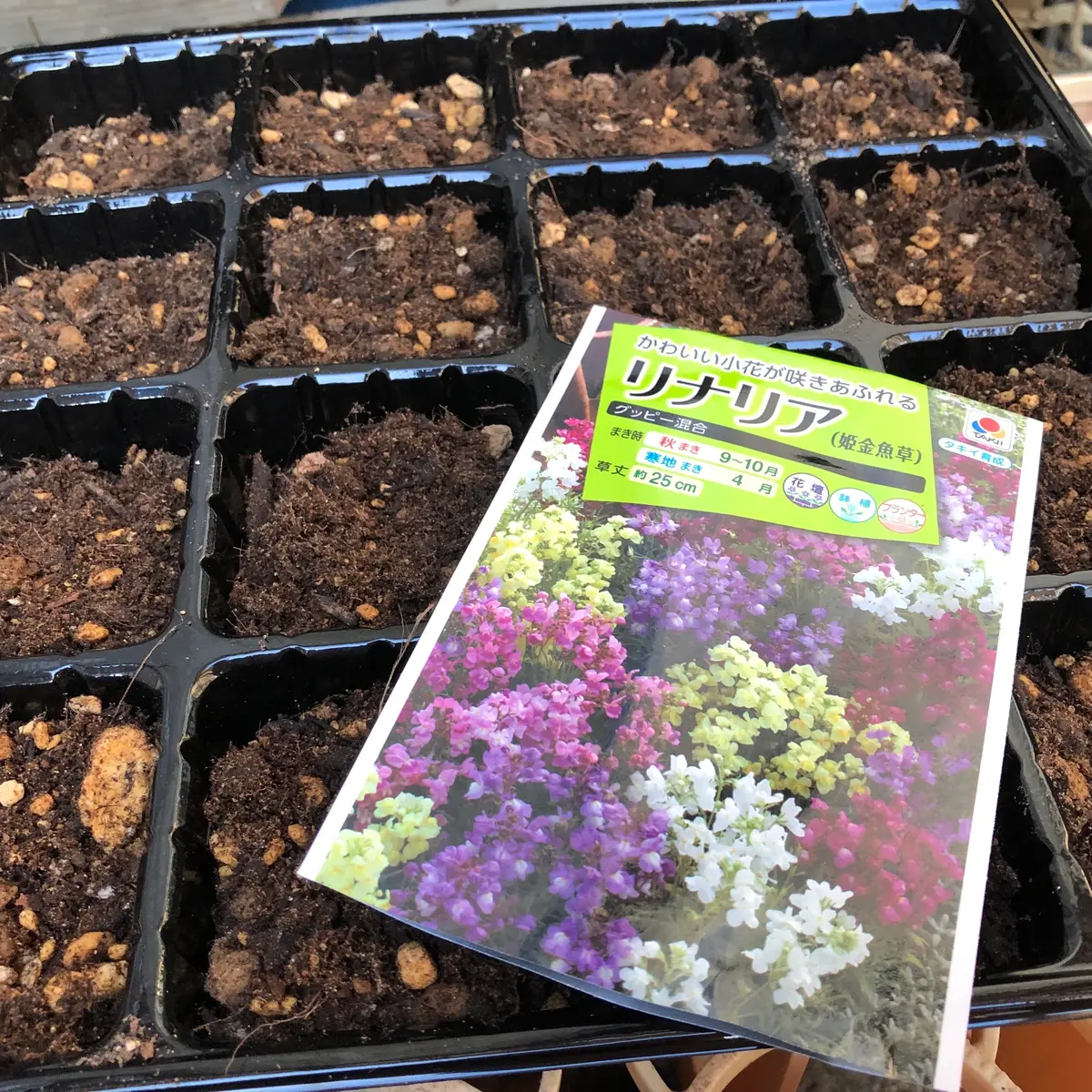 リナリアを種から〜初挑戦の巻〜｜そだレポ（栽培レポート）byミシェル