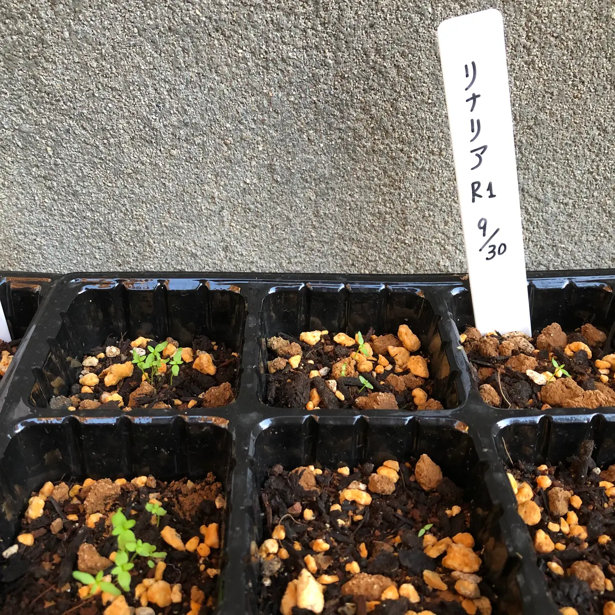 リナリアを種から〜初挑戦の巻〜｜そだレポ（栽培レポート）byミシェル