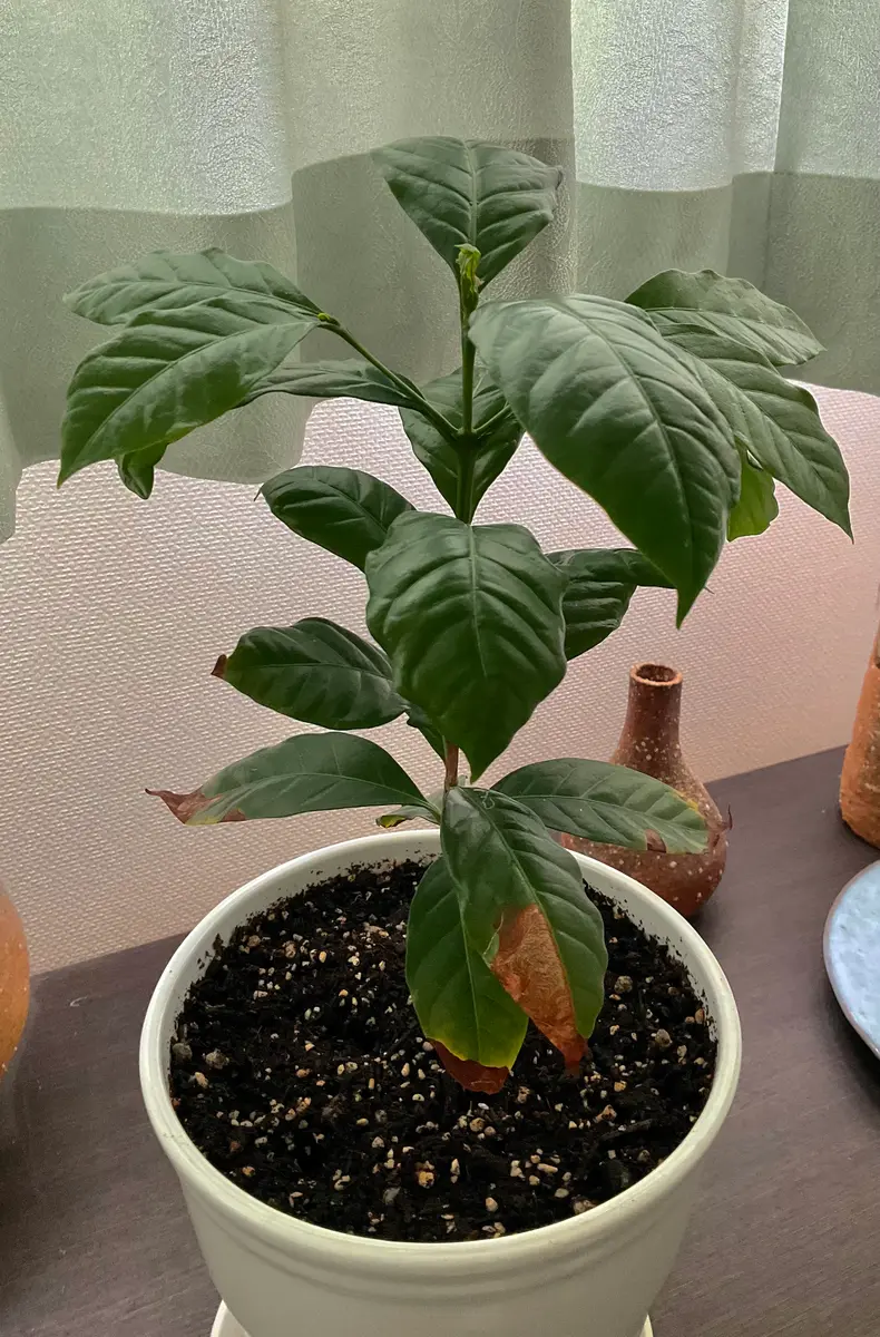 自家栽培のコーヒーの実を自家焙煎するまでもう少し】コーヒーの木 8号