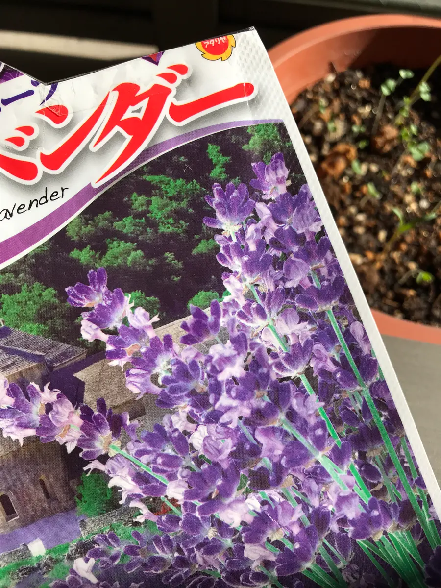 陽当たり3時間弱で種からラベンダーを育ててみた｜そだレポ（栽培