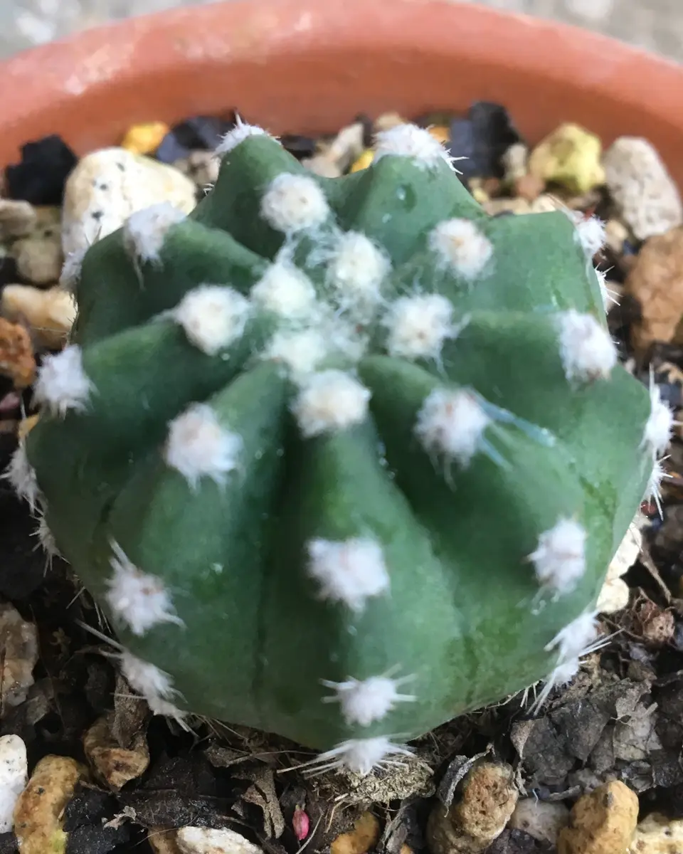 大豪丸」エキノプシス属｜そだレポ（栽培レポート）by湯島臥牛