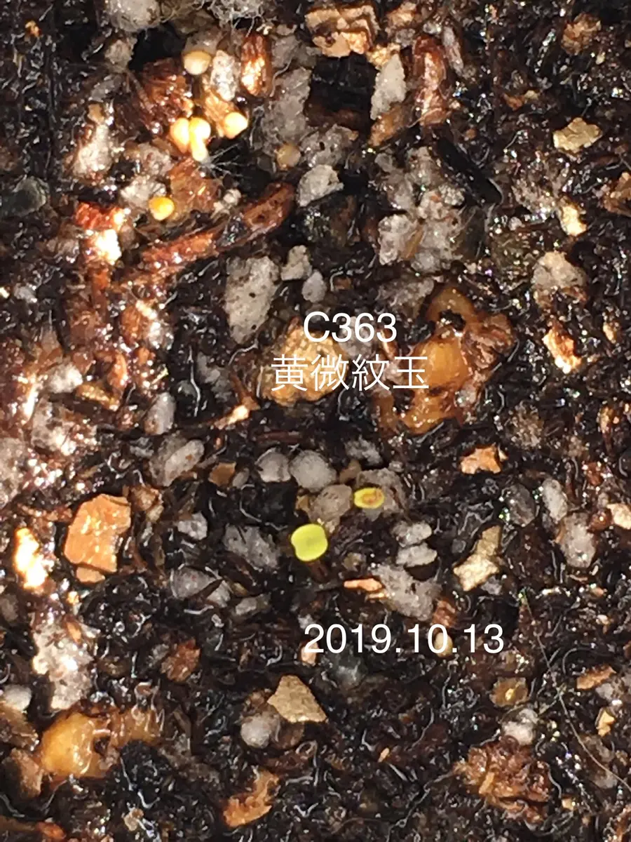 C363黄微紋玉の実生チャレンジ♬|そだレポ(栽培レポート C363黄微紋玉の実生チャレンジ♬|そだレポ(栽培レポート