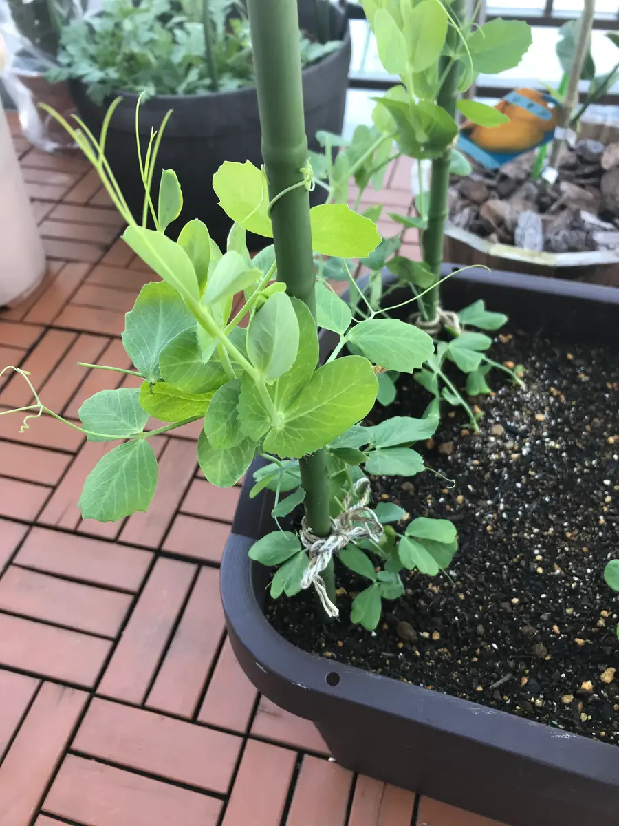 スナップ エンドウ 種まき