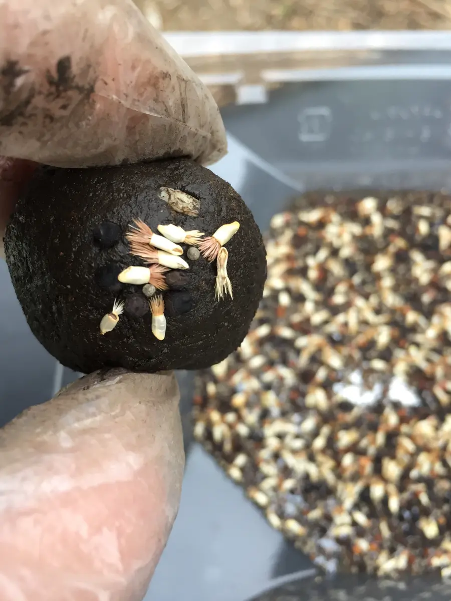 たねダンゴ☆リターンズ☆｜そだレポ（栽培レポート）byむぎはな