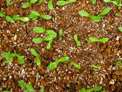 観賞、料理、ハーブで大活躍 カレンデュラ｜そだレポ（栽培レポート