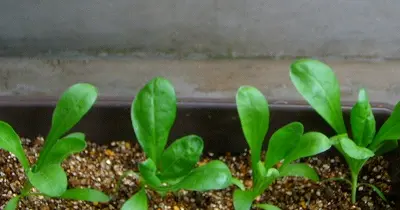 観賞、料理、ハーブで大活躍 カレンデュラ｜そだレポ（栽培レポート