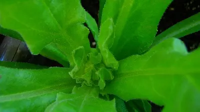 観賞、料理、ハーブで大活躍 カレンデュラ｜そだレポ（栽培レポート