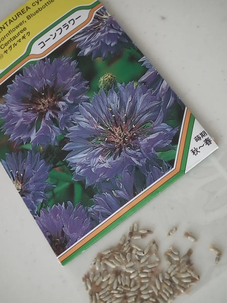 【レア美品】ロイヤルベール★ブルーコーンフラワー★トリオ コーンフラワー（ヤグルマギク）の青いティーを飲む！｜そだレポ（栽培