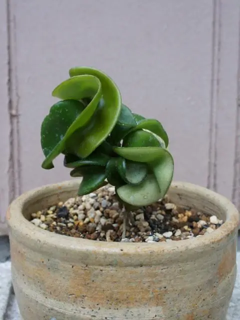 ホヤ　CVチョーク抜き苗 ホヤ CVチョーク抜き苗 復活した ホヤ｜そだレポ（栽培レポート