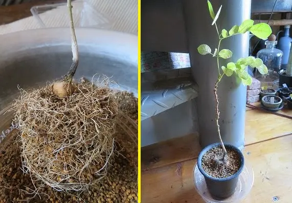 ウリエル実生　子株　ラスト　確認写真 THREE PEAKS】REGALO2024ナイアガラ（国産ぶどう）白ワイン／辛口