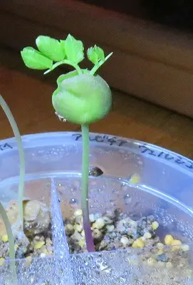 アルビチア・ウェルシコロル 実生 Albiziaversicolor｜そだレポ（栽培