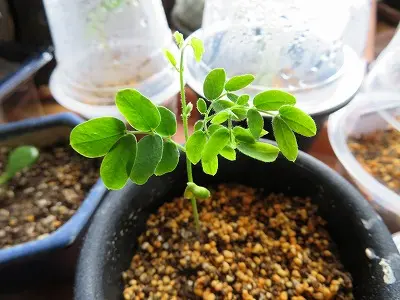 アルビチア・ウェルシコロル 実生 Albiziaversicolor｜そだレポ（栽培