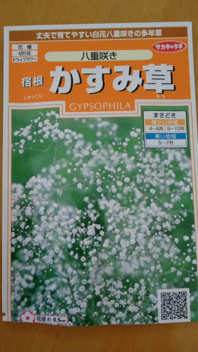 八重咲きのかすみ草｜そだレポ（栽培レポート）byカルーアミルク