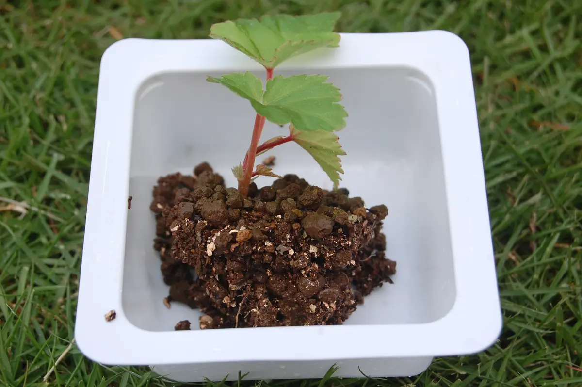 サザランディをムカゴから育ててみよう♪｜そだレポ（栽培レポート）by