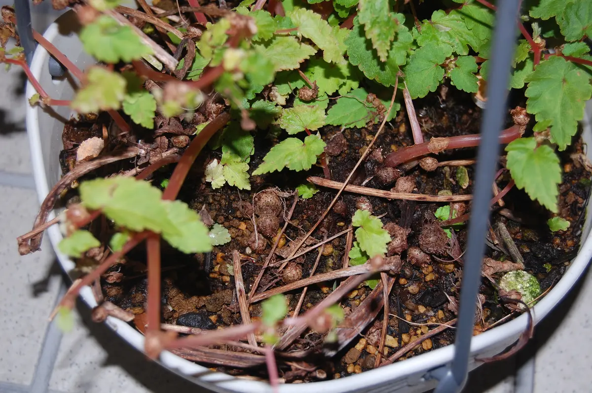 サザランディをムカゴから育ててみよう♪｜そだレポ（栽培レポート）by