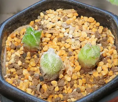 サボテン実生 ランポー玉（交配種子・・恩塚×碧瑠璃錦）｜そだレポ