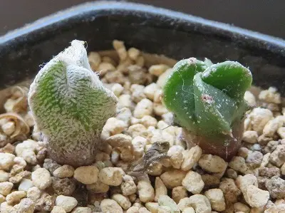 サボテン実生 ランポー玉(交配種子・・恩塚×碧瑠璃錦)|そだ サボテン実生 ランポー玉(交配種子・・恩塚×碧瑠璃錦)|そだ