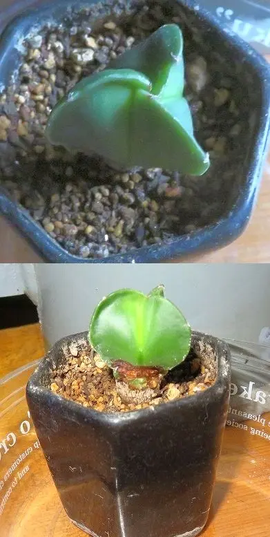 サボテン実生 ランポー玉(交配種子・・恩塚×碧瑠璃錦)|そだ サボテン実生 ランポー玉(交配種子・・恩塚×碧瑠璃錦)|そだ