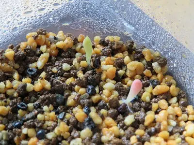 サボテン実生 ランポー玉(交配種子・・恩塚×碧瑠璃錦)|そだ サボテン実生 ランポー玉(交配種子・・恩塚×碧瑠璃錦)|そだ
