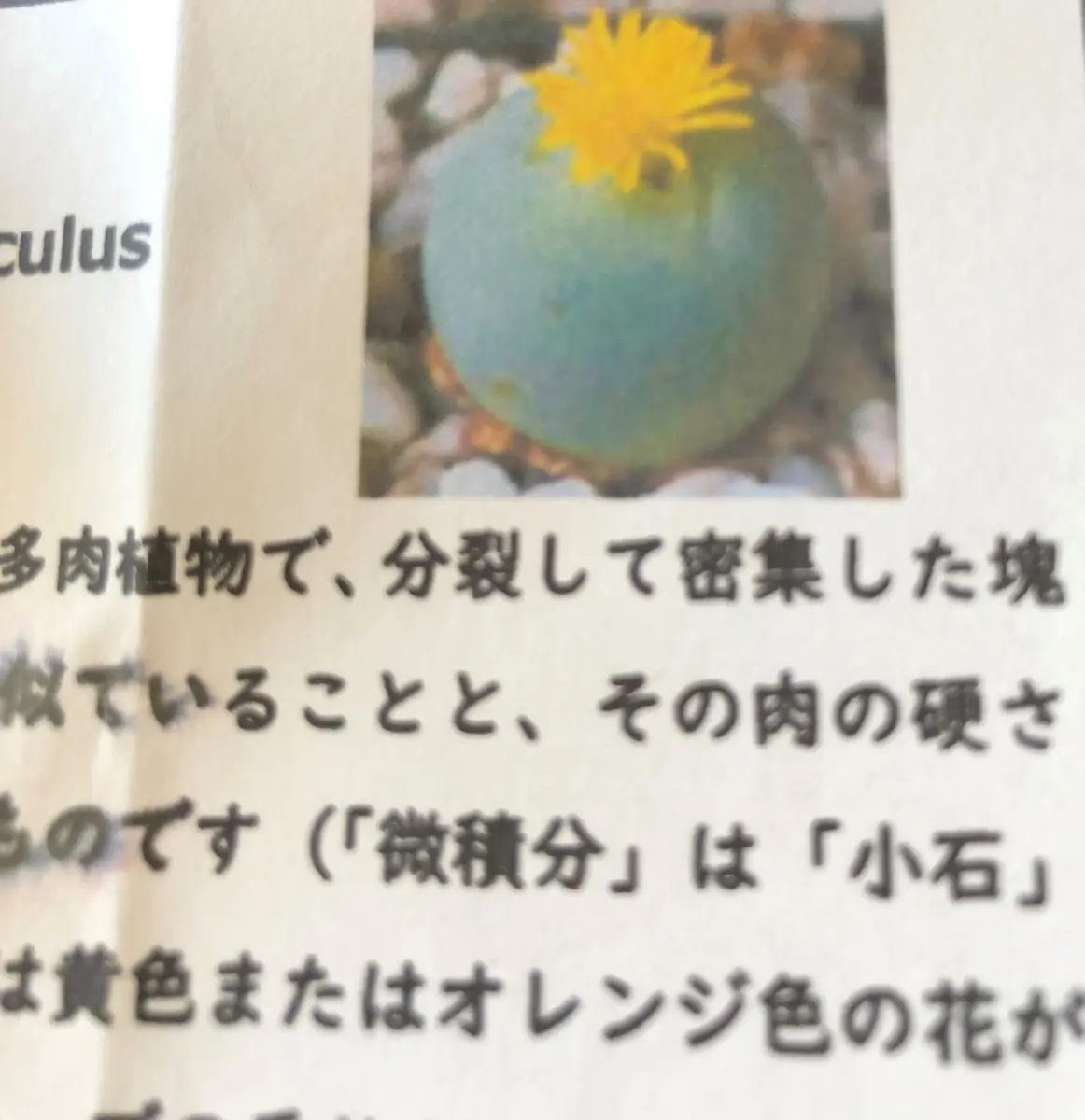 終了】初めての翡翠玉（or小石or微積分）実生チャレンジ｜そだレポ