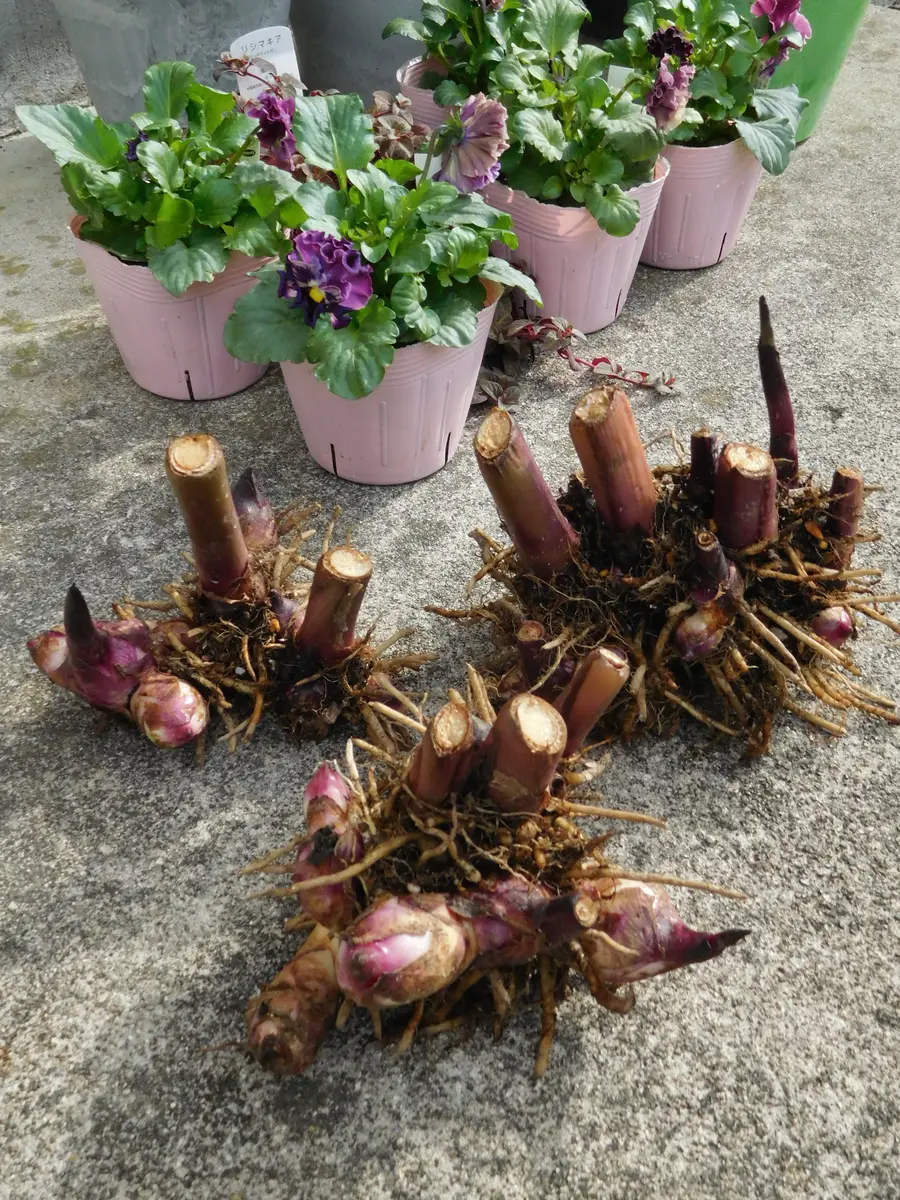 越冬植物等40鉢 まとめて譲渡 越冬植物等 44鉢一括譲渡 越冬植物等40鉢