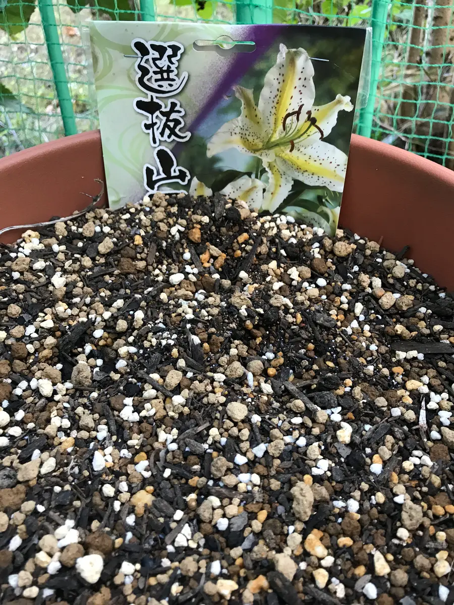 百合の球根♪ ユリの球根、咲きますように！｜そだレポ（栽培レポート）byたりぬまま