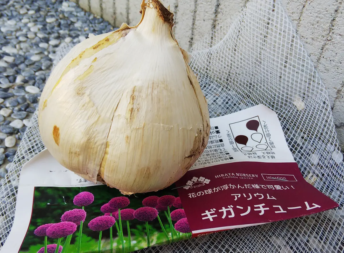 まん丸ギガンチューム｜そだレポ（栽培レポート）byJUNJUN