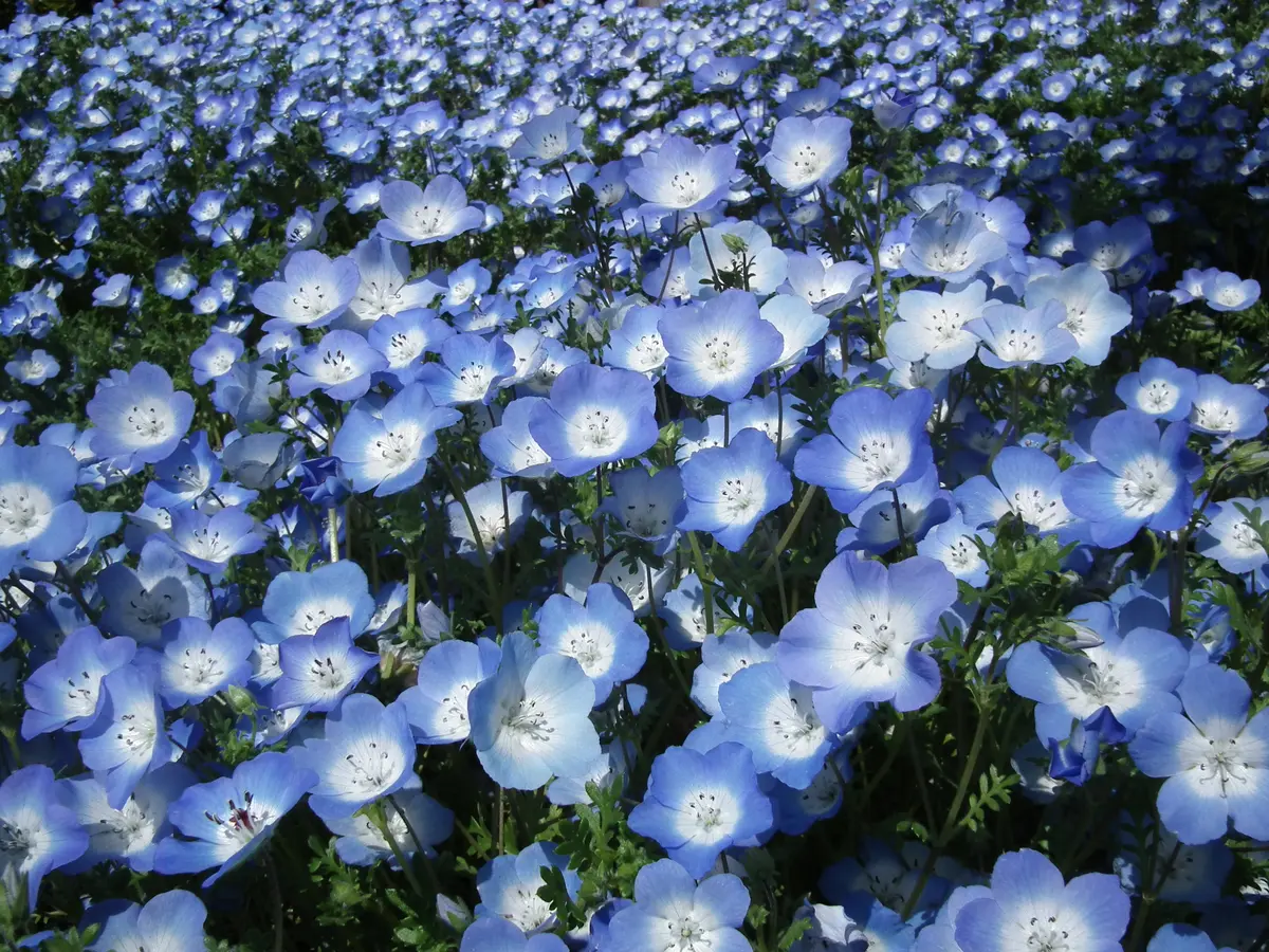 来春も花壇一杯に咲かせて見せますネモフィラ＜NO.1＞｜そだレポ（栽培