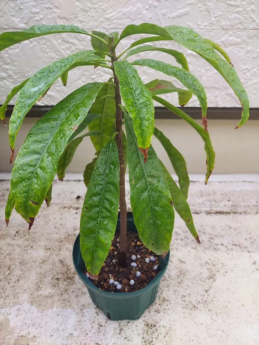 沖縄 宮古島産のカニステル 今年4月に種を植え6月に発芽/超元気いっぱい/2本 沖縄 宮古島産のカニステル 今年4月に種を植え6月に発芽/超元気