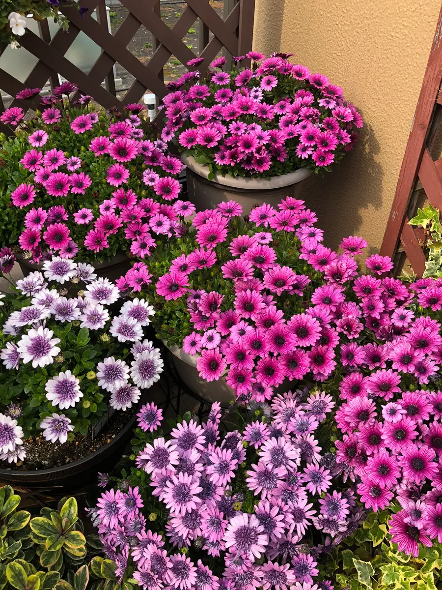 オステオ ステム マム 地 植え
