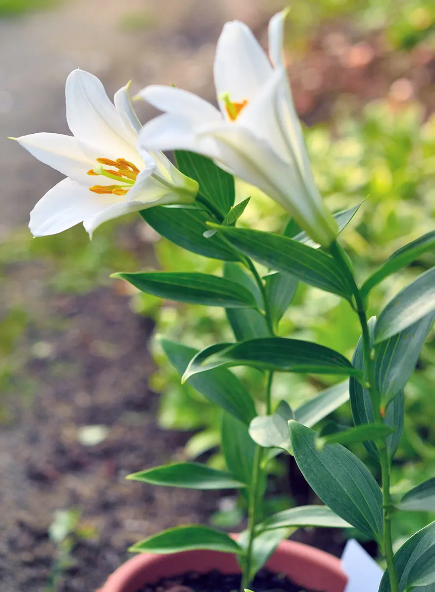③タモトユリ　山野草 ③タモトユリ 山野草