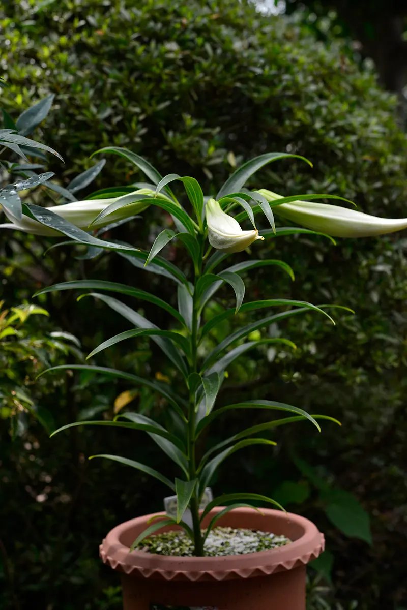 幻のユリ』を育ててみよう(請百合編)｜そだレポ（栽培レポート）by