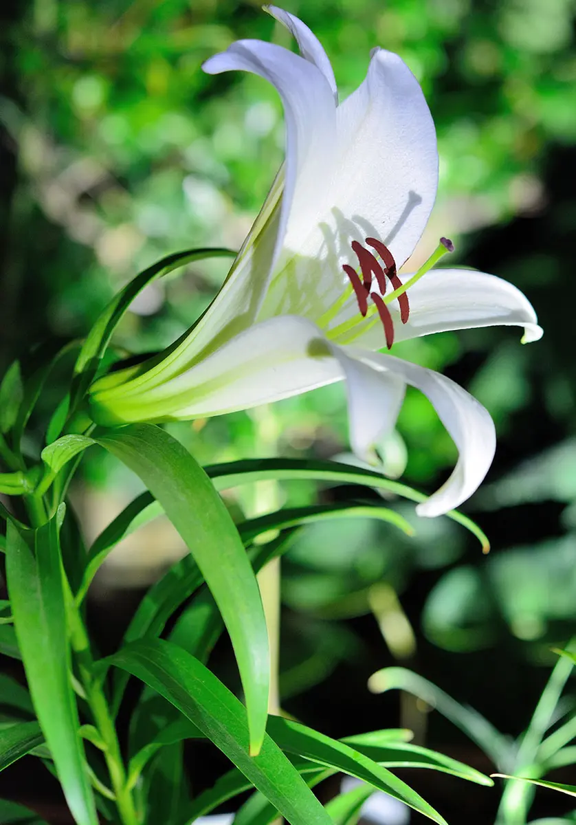 幻のゆり　ウケユリ　請百合　山野草　ガーデニング　観葉植物　カサブランカ　球根 幻のゆり ウケユリ 請百合 山野草 ガーデニング 観葉植物