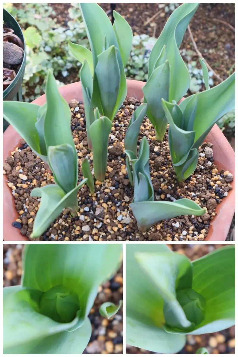 レア【冷蔵】アイス チューリップ『ラ・ベル・エポック』八重咲き シックな花びら♪ レア【冷蔵】アイス チューリップ『ラ・ベル・エポック