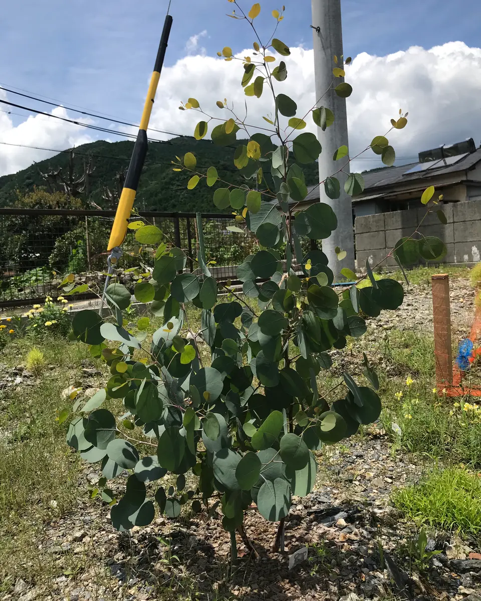 ポポラス 地植え 約5メートル 落葉樹