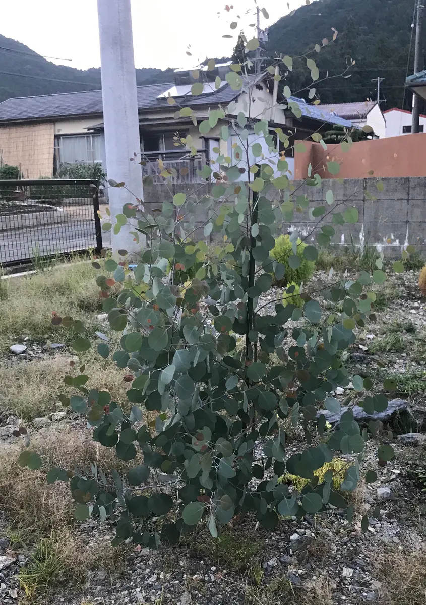 ポポラス 地植え 約5メートル 落葉樹